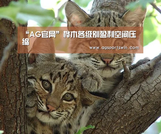 AG视讯